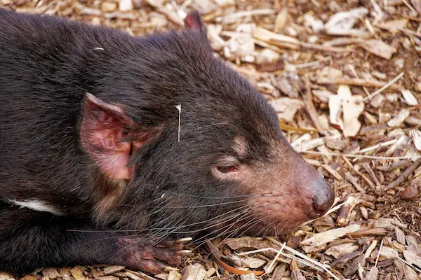 Tasmanian devil (5)